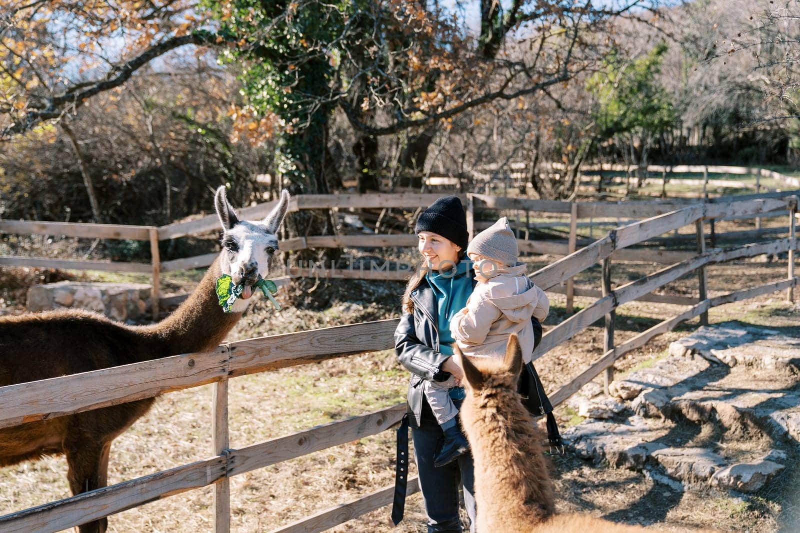 Smiling mother with a little girl in her arms stands near a fence in the park and looks at a llama chewing green leaves by Nadtochiy