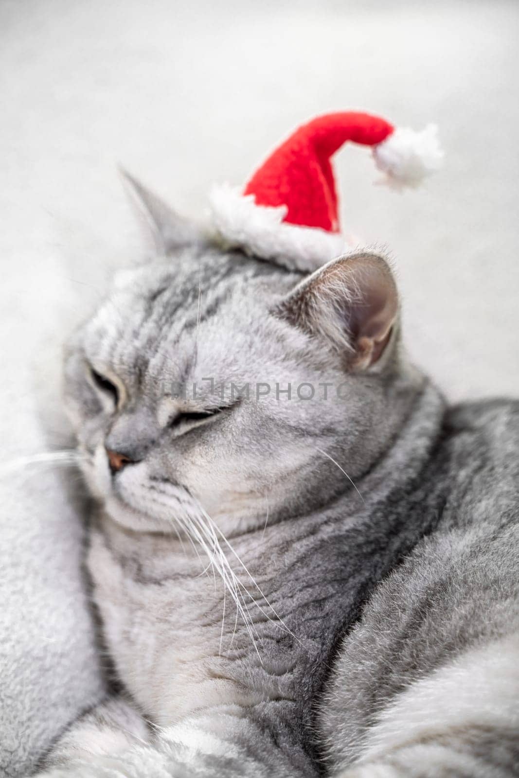 Christmas cat in a red santa hat on a white background. Pets, Christmas stories with pets