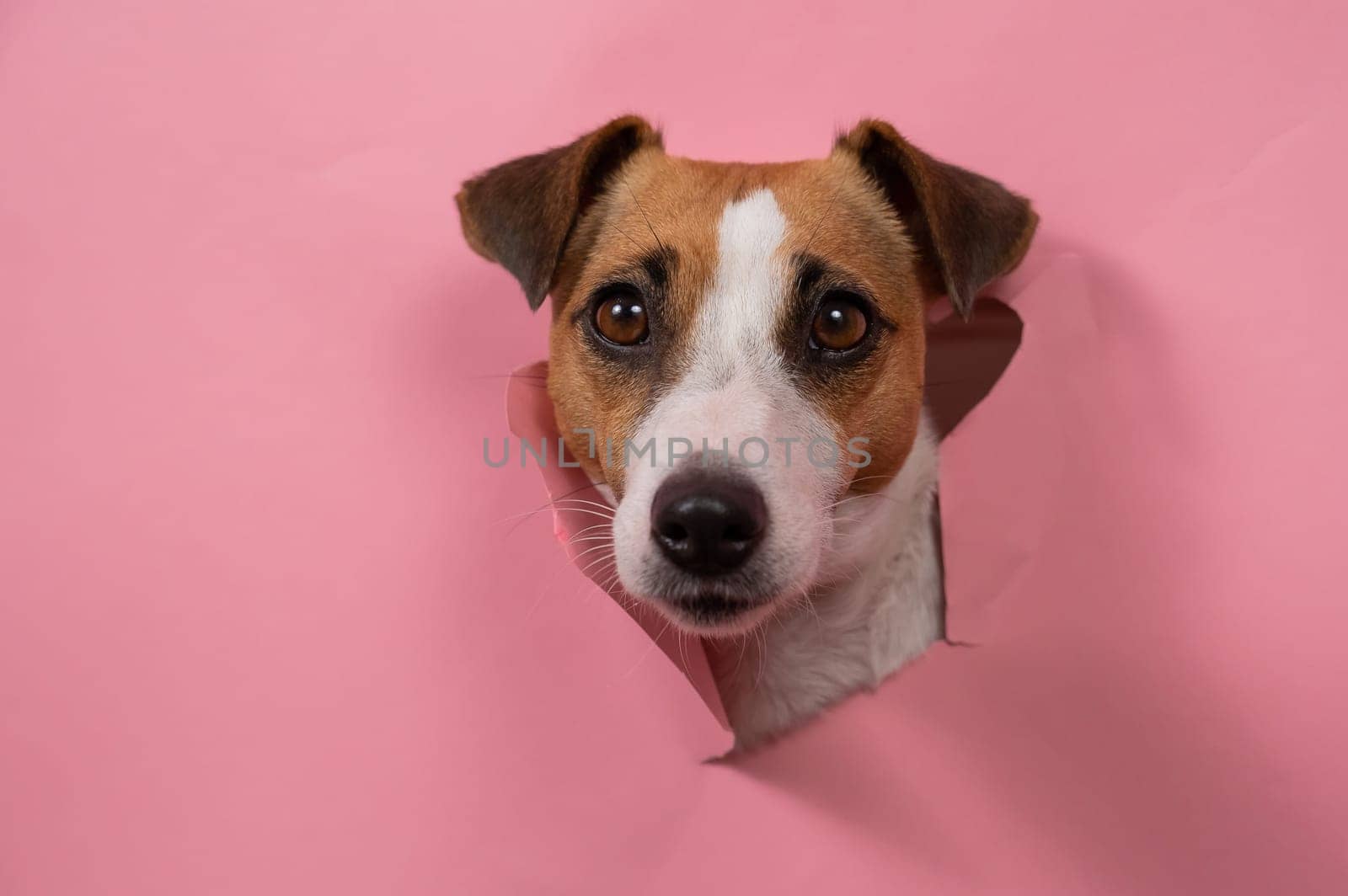 Funny dog jack russell terrier tore pink paper background