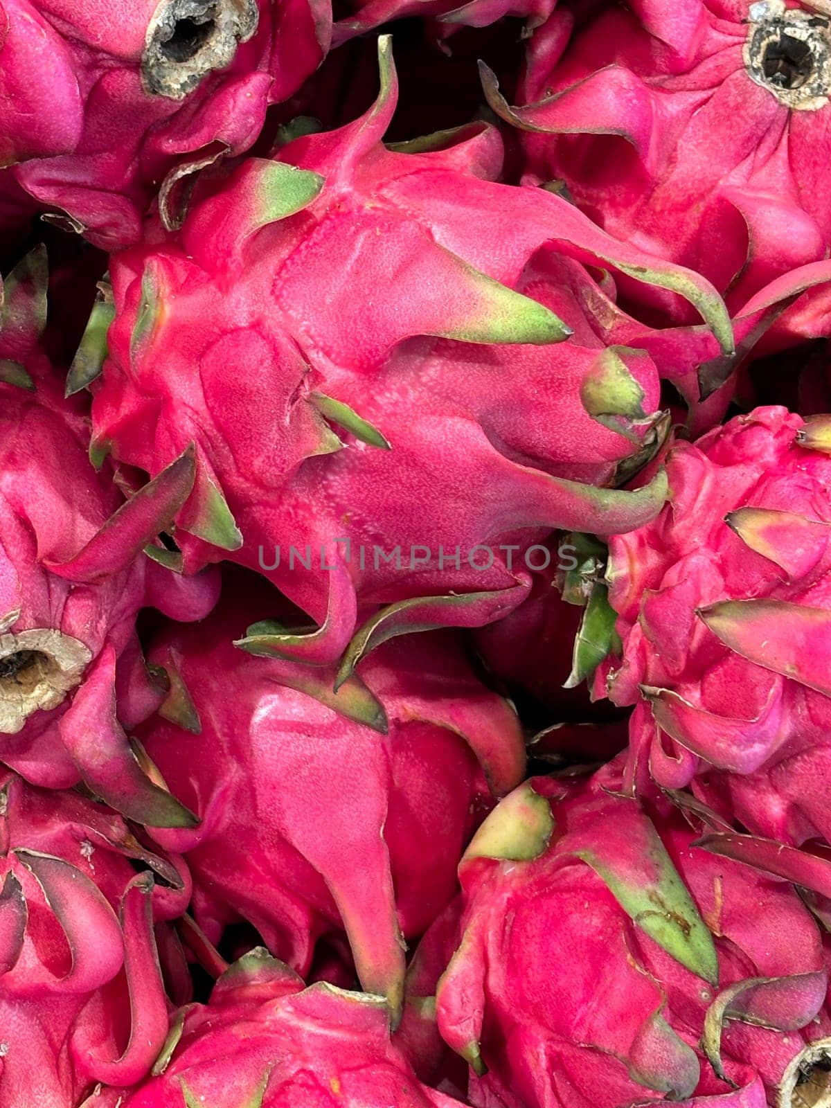 Picture of group of Pitaya or pitahaya or buah naga. Red Dragon tropical fruit. Close up of dragon fruit.