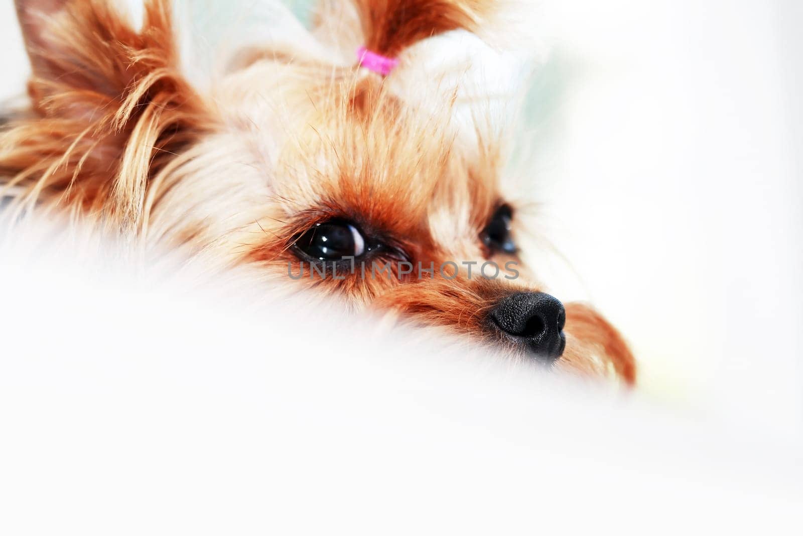 Closeup portrait of funny little yorkshire terrier