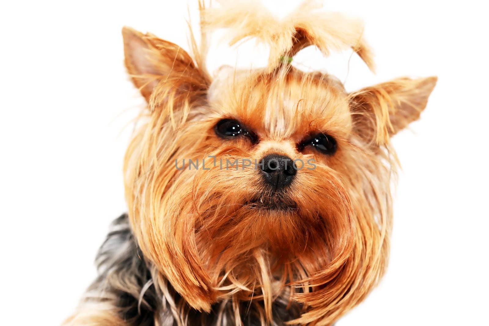 Closeup portrait of funny little yorkshire terrier