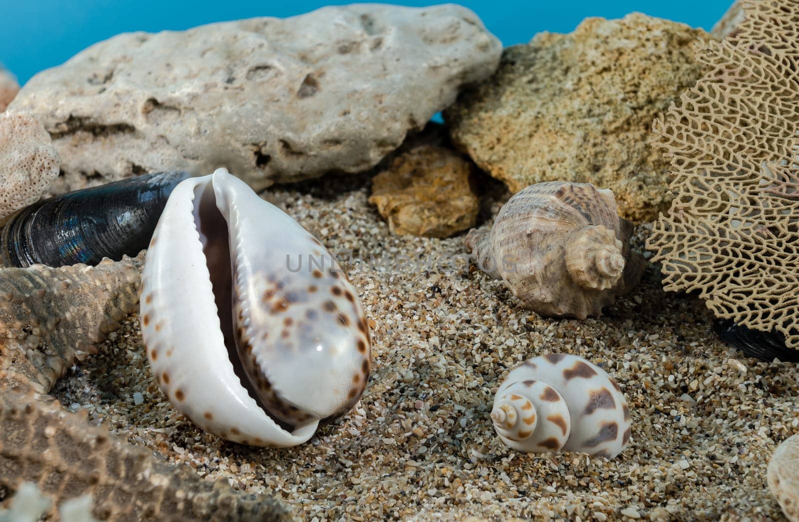 Tiger Cowrie Shell on the sand underwater by Multipedia