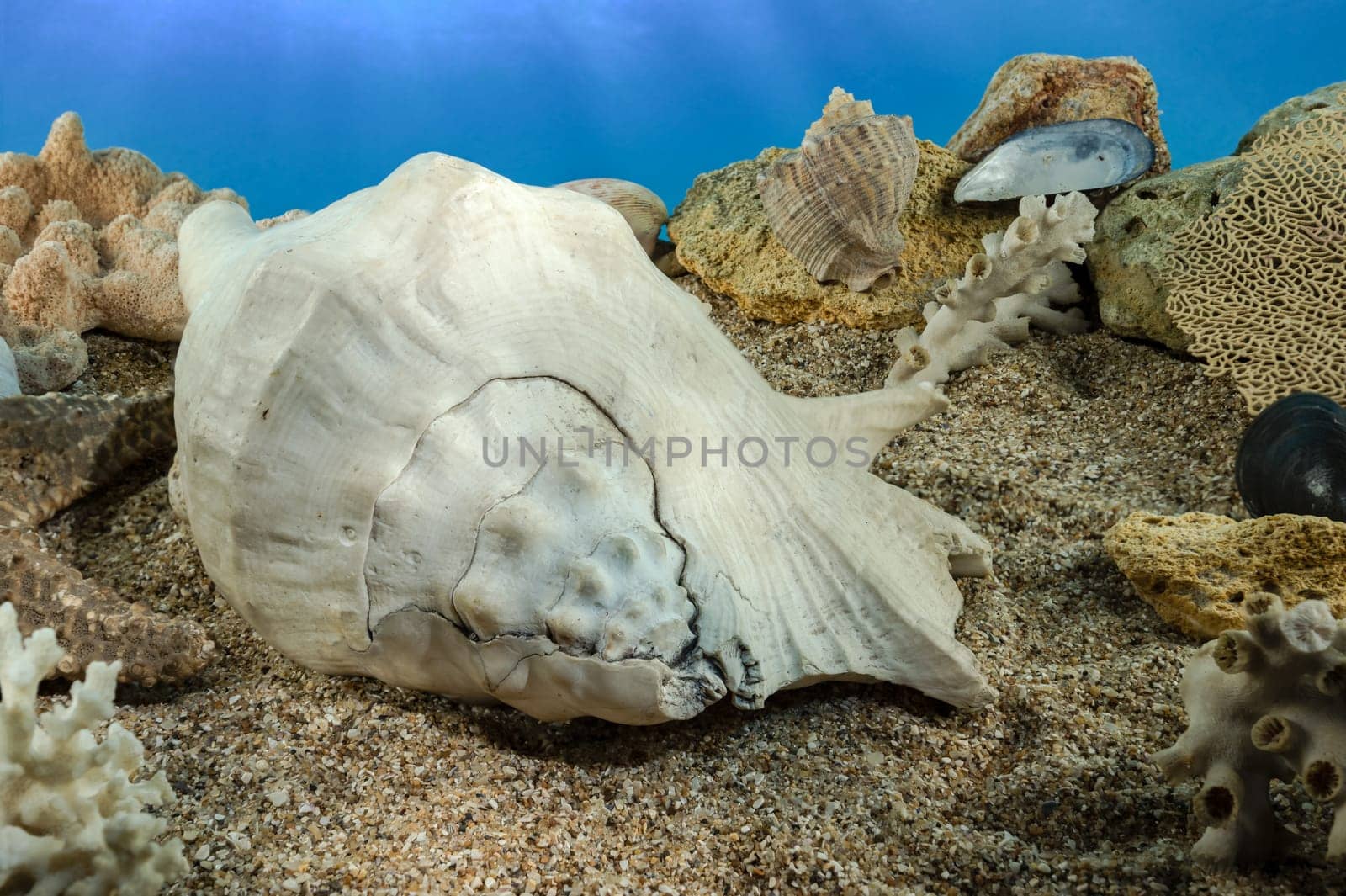 Lambis truncata Shell on the sand underwater by Multipedia