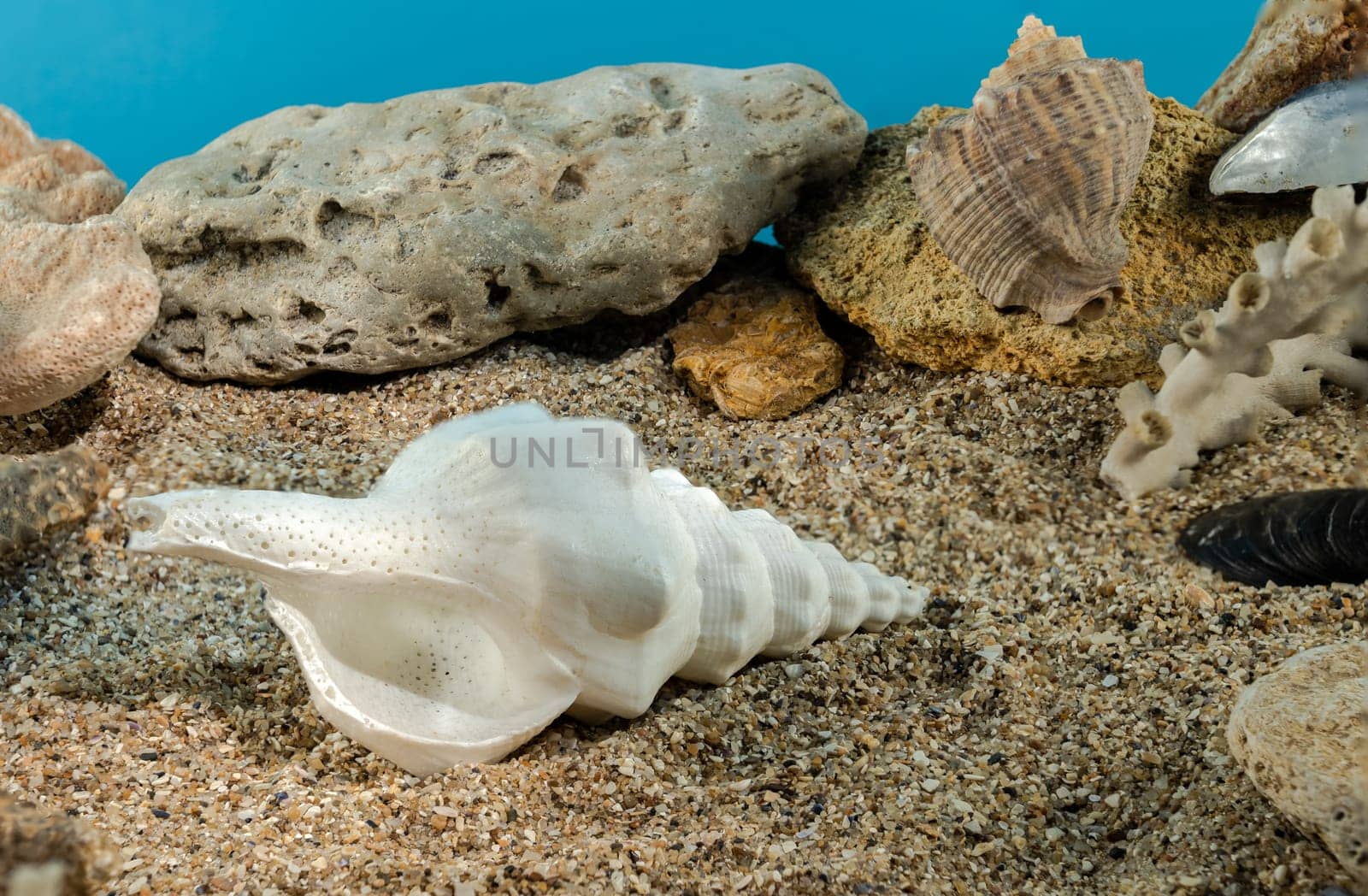 Marine gastropod mollusk Shell on the sand underwater by Multipedia