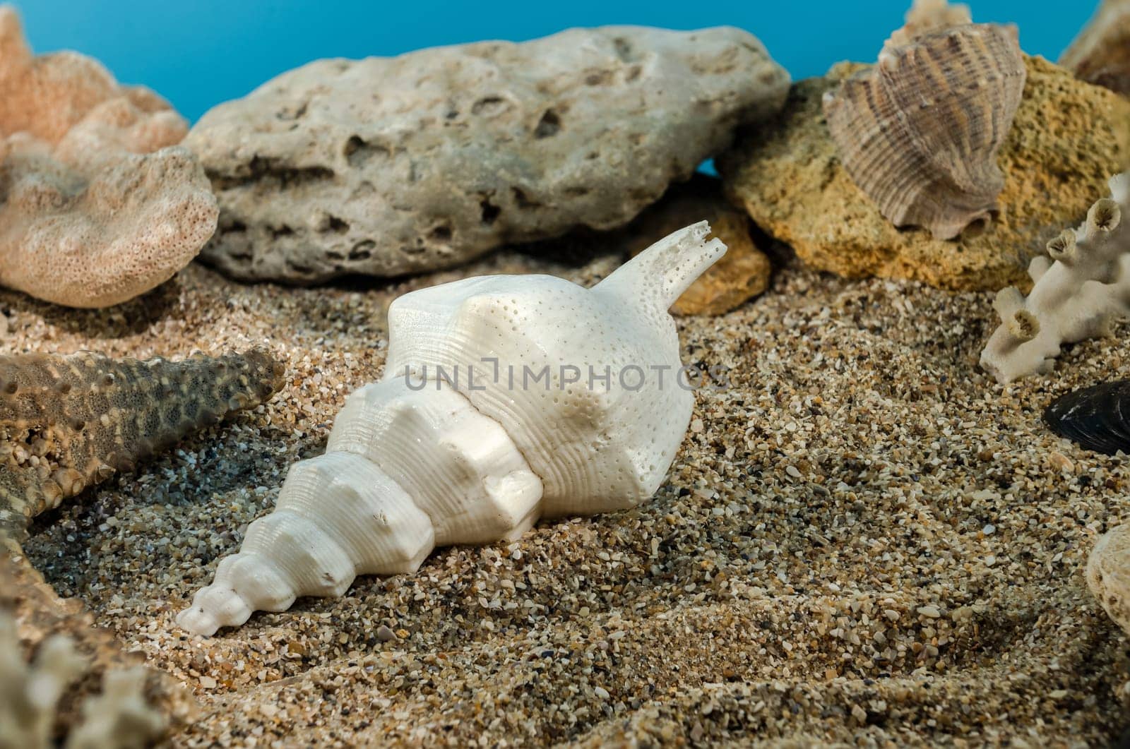 White Marine gastropod mollusk sea shell underwater. Shell on the seabed