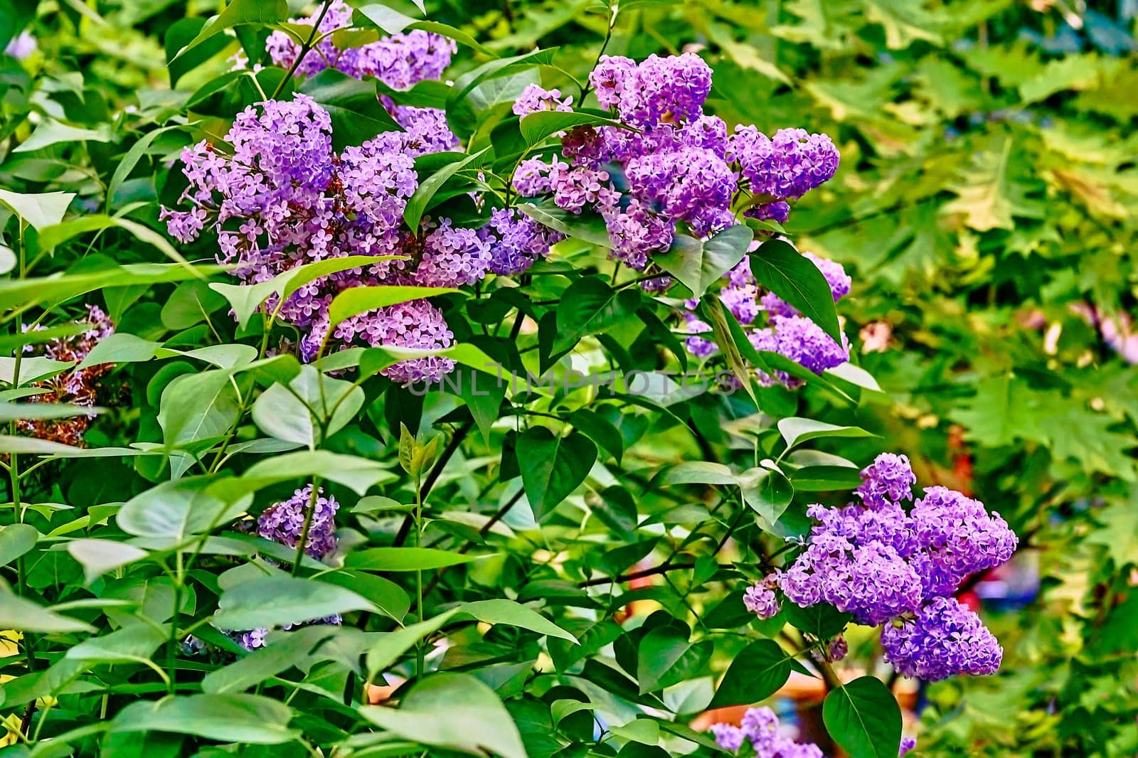 Fresh lilac spring branches with purple flowers on greenery by jovani68