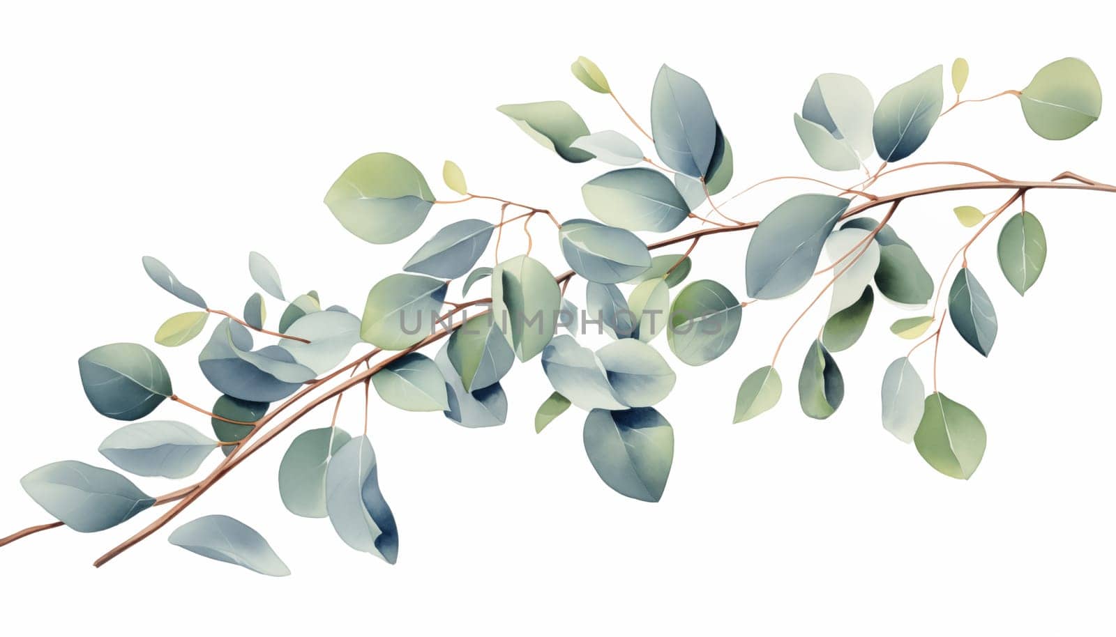 Watercolor Eucalyptus. High quality photo