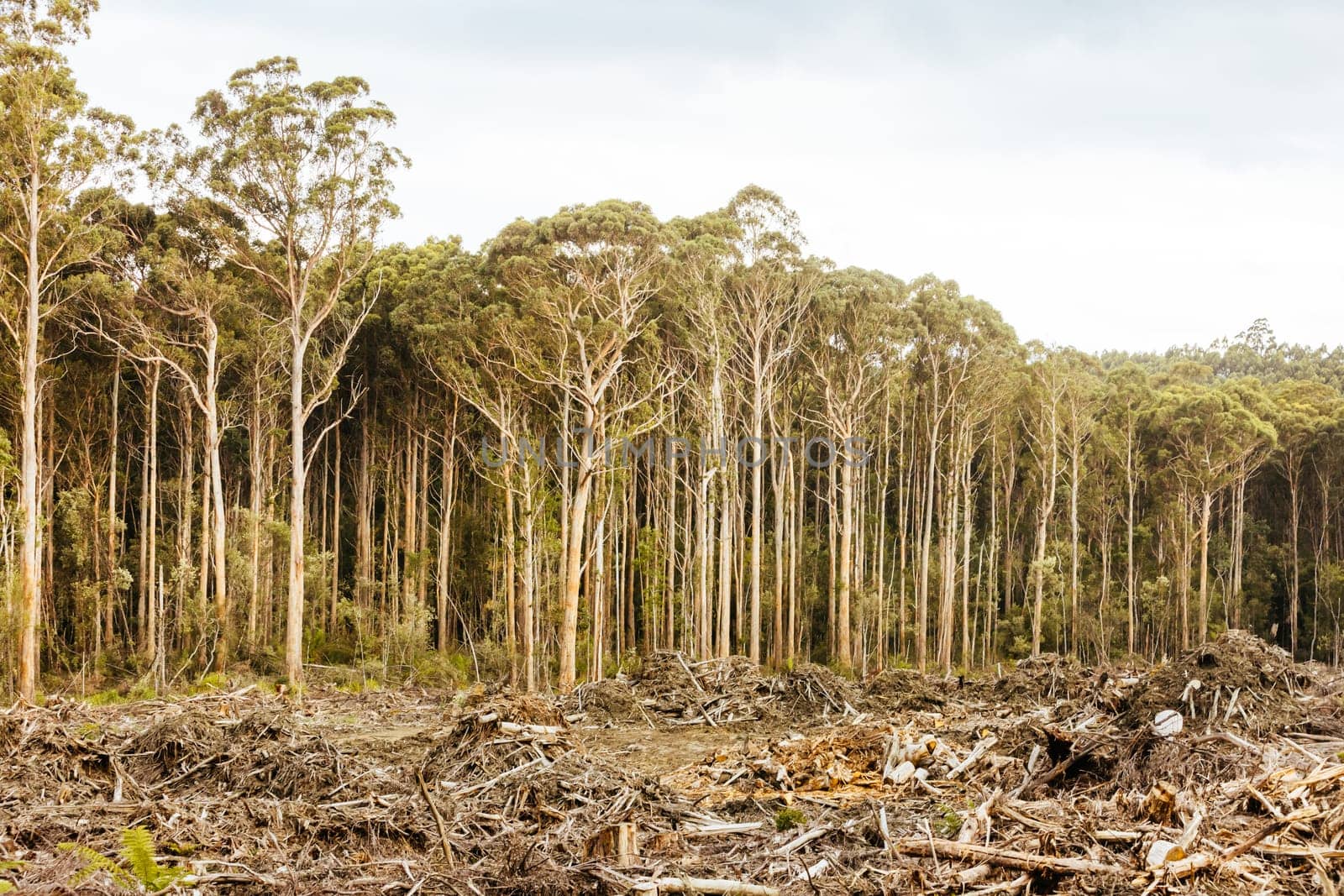 DOVER, AUSTRALIA - FEBRUARY 23: Forestry Tasmania continues logging of Southwest National Park near Dover, a World Heritage Area. This area contans old growth native forest, and home to the critically endangered Swift Parrot. Bob Brown Foundation continues to fight to protect these areas for both the environment and future generations. Images taken on February 23, 2024.