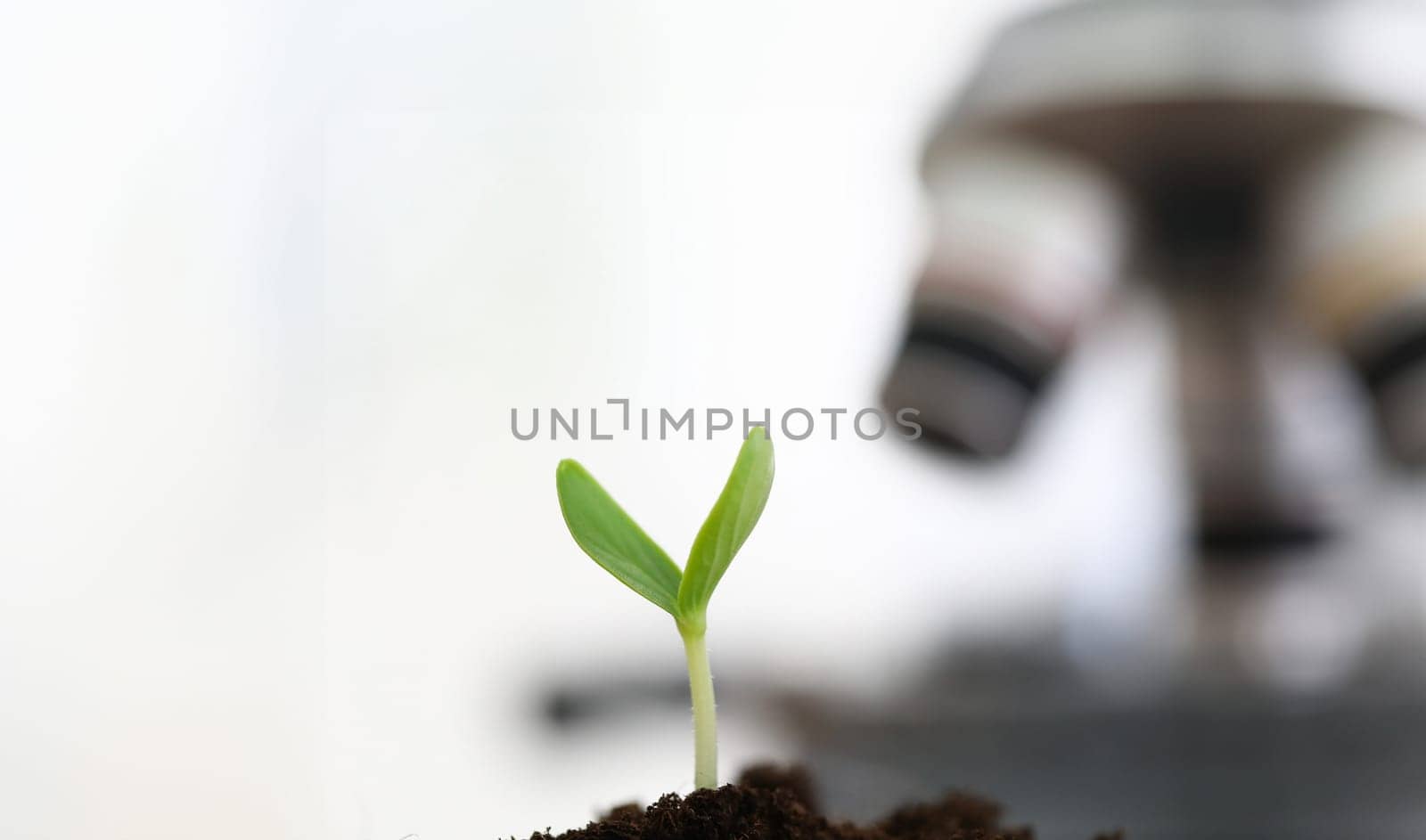 Focus on sprout growing in greenhouse conditions. Scientists exploring sprig growing out from soil. Shoot beginning new life. Botany and ecology concept