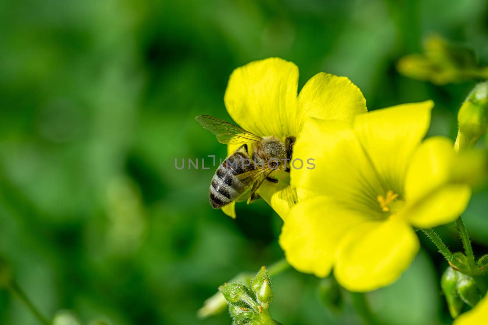 Honey bee collecting pollen and nectar from yellow flowers on a sunny spring day by Sonat