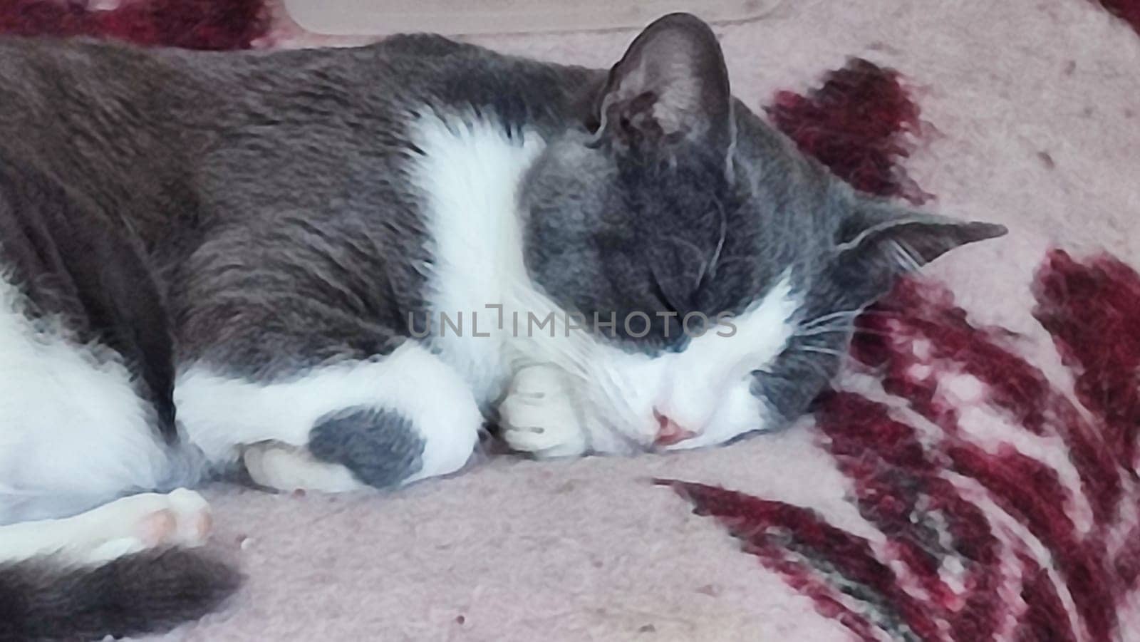Gray white cat sleeps on a blanket, pets, animal. High quality photo