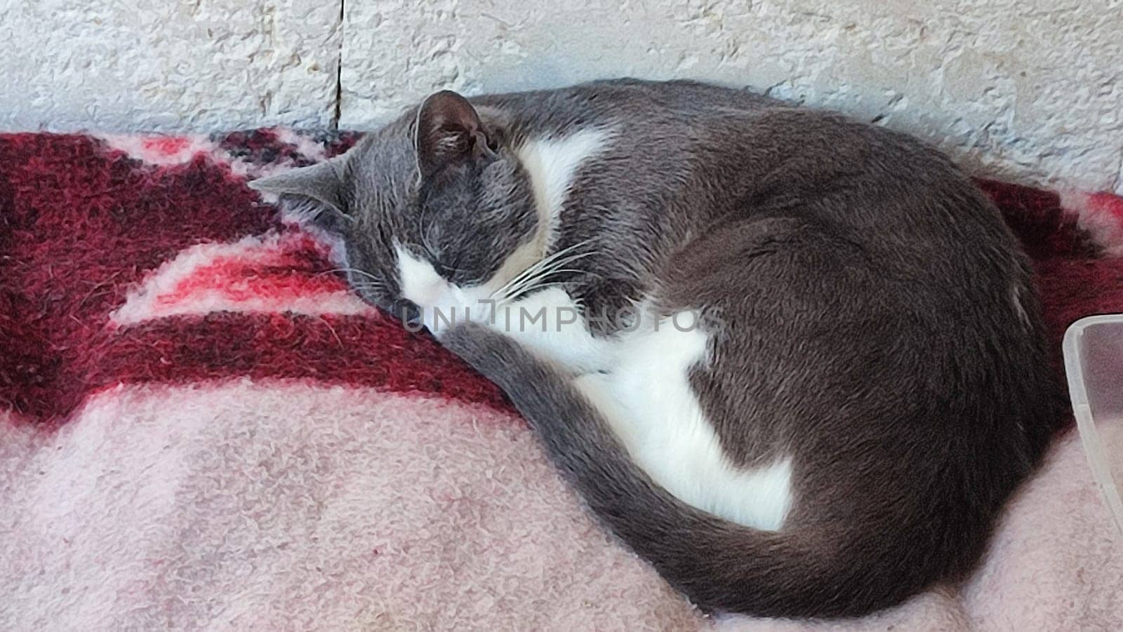 Gray white cat sleeps on a blanket, pets, animal. High quality photo