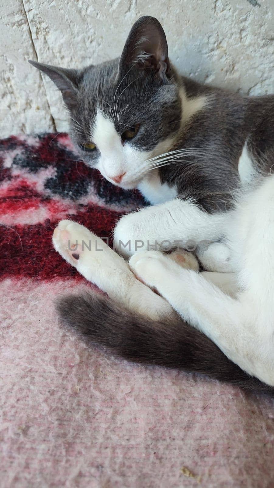 Gray white cat sleeps on a blanket, pets, animal. High quality photo