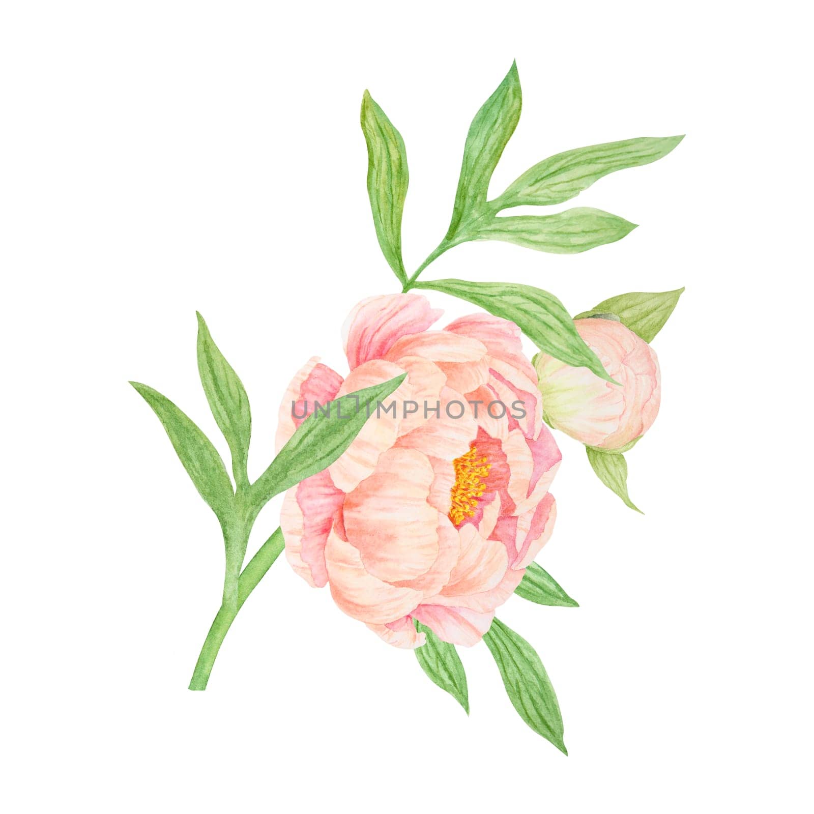 Peach peony watercolor hand drawn painting. Realistic flower clipart, floral arrangement. Chinese national symbol illustration. Perfect for card design, wedding invitation, prints, textile, packing.