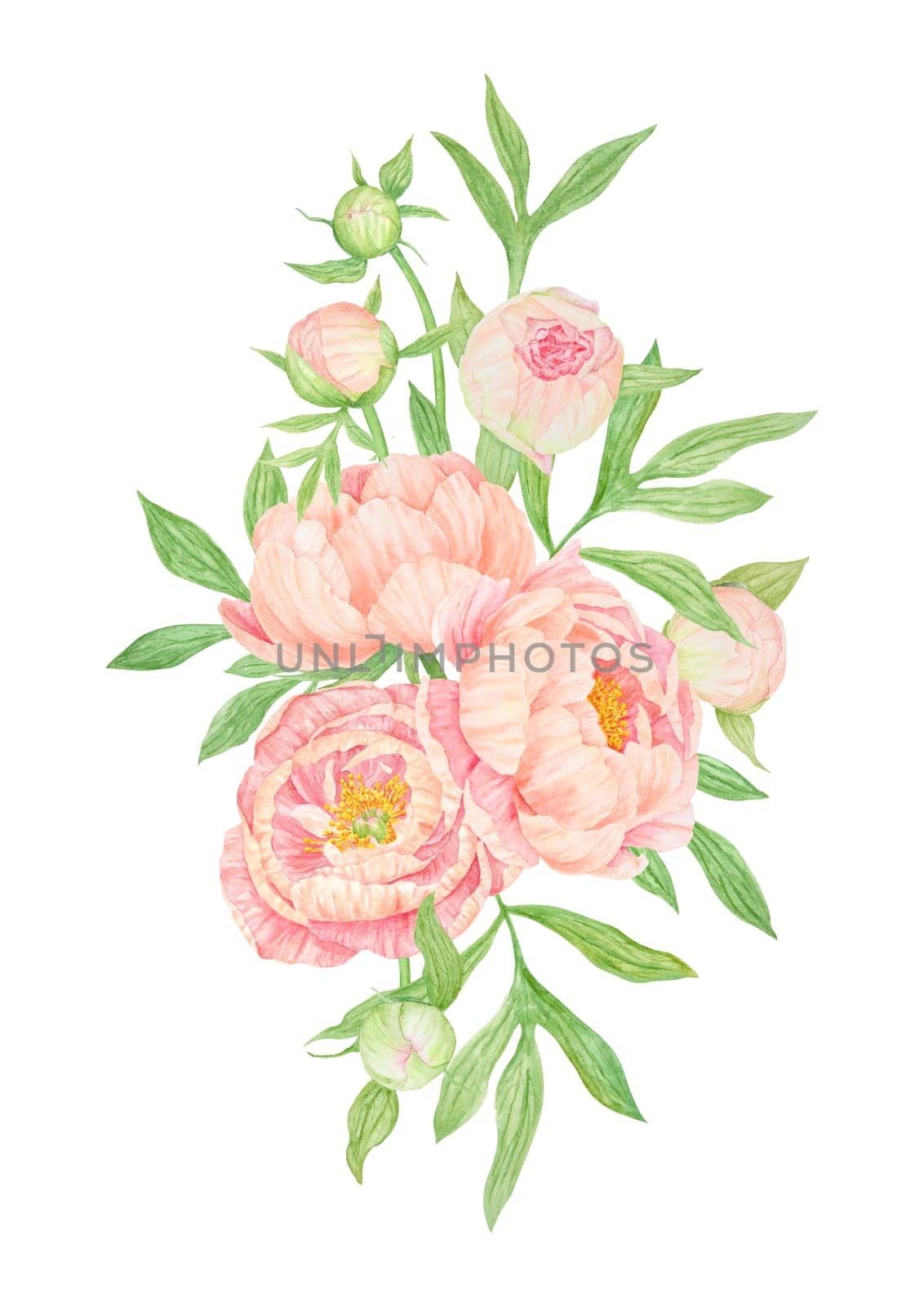 Peach peony watercolor hand drawn painting. Realistic flower clipart, floral arrangement. Chinese national symbol illustration. Perfect for card design, wedding invitation, prints, textile, packing.