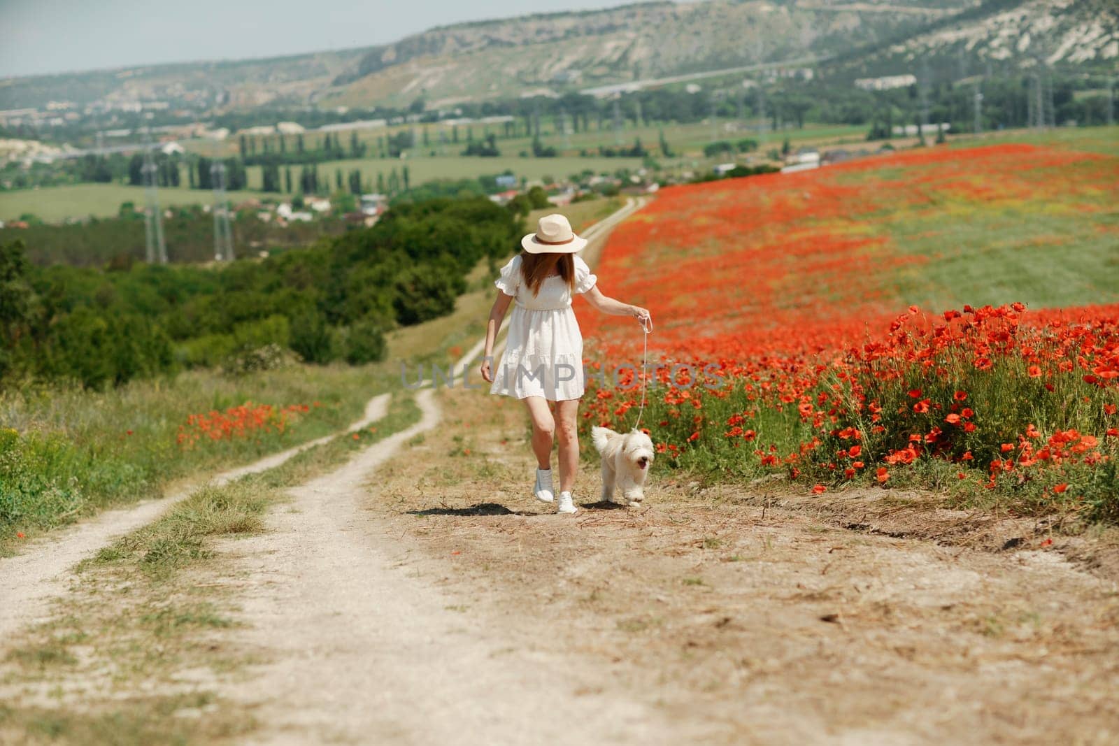 woman with dog. Happy woman walking with white dog the road along a blooming poppy field on a sunny day, She is wearing a white dress and a hat. On a walk with dog.