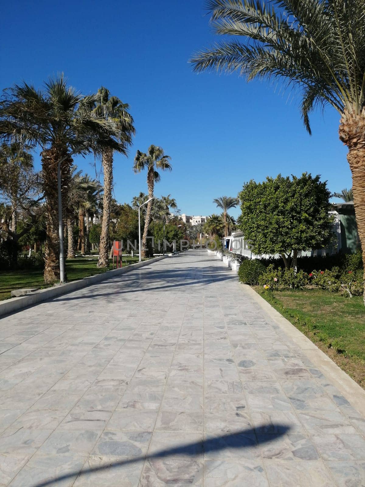 The view of palm trees and beautiful architecture on the territory of the castle in Egypt is the concept of a luxury trip. Rest on the territory of the hotel
