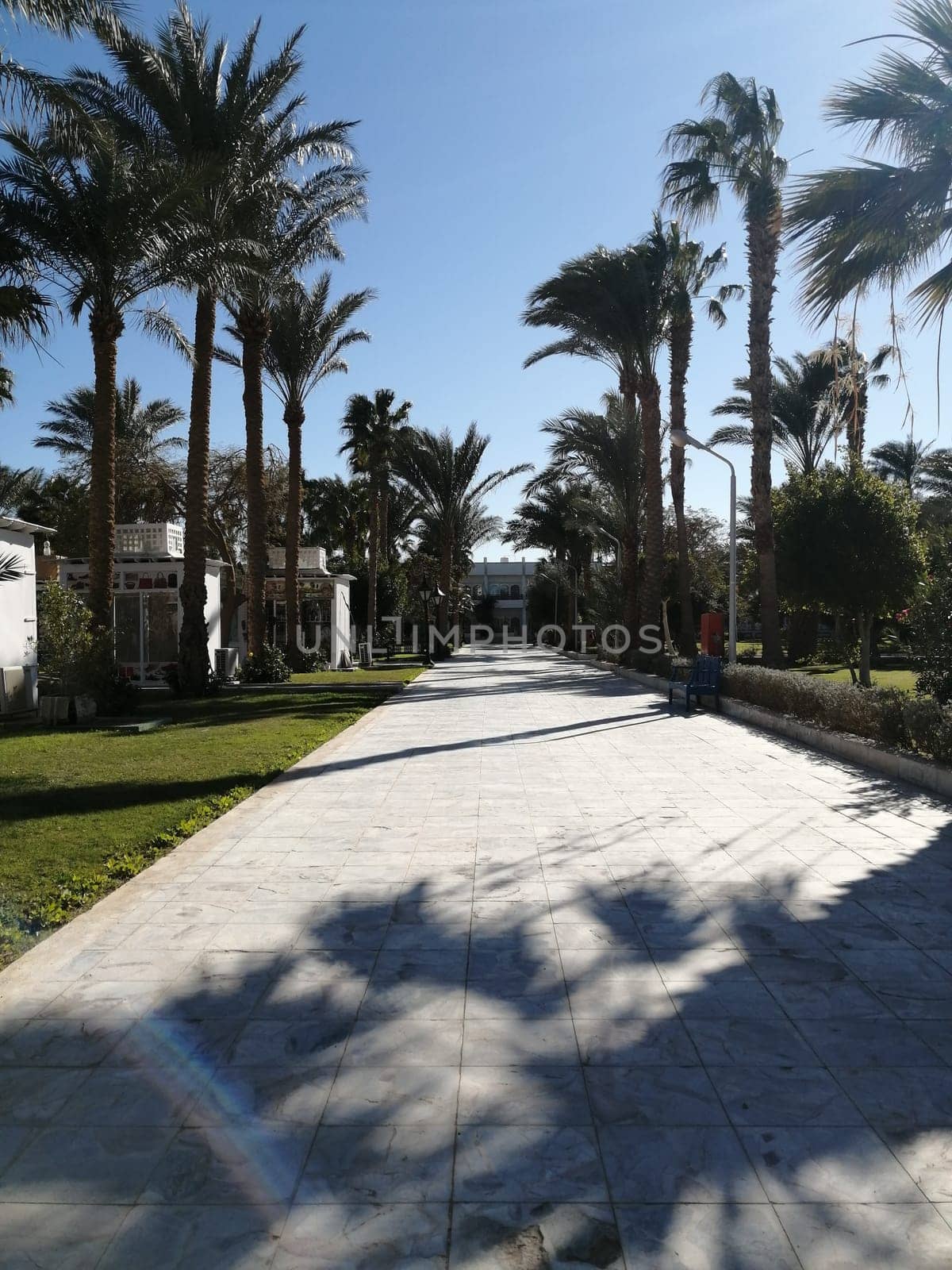 The view of palm trees and beautiful architecture on the territory of the castle in Egypt is the concept of a luxury trip. Rest on the territory of the hotel. by Annu1tochka