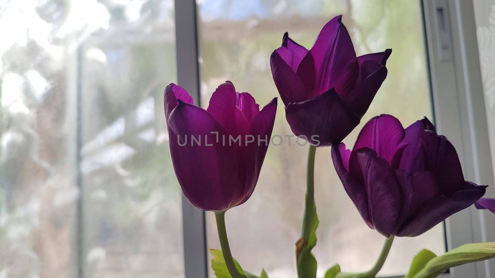 purple tulips with yellow centers, flowers, plant flora, botanical species variety. High quality photo