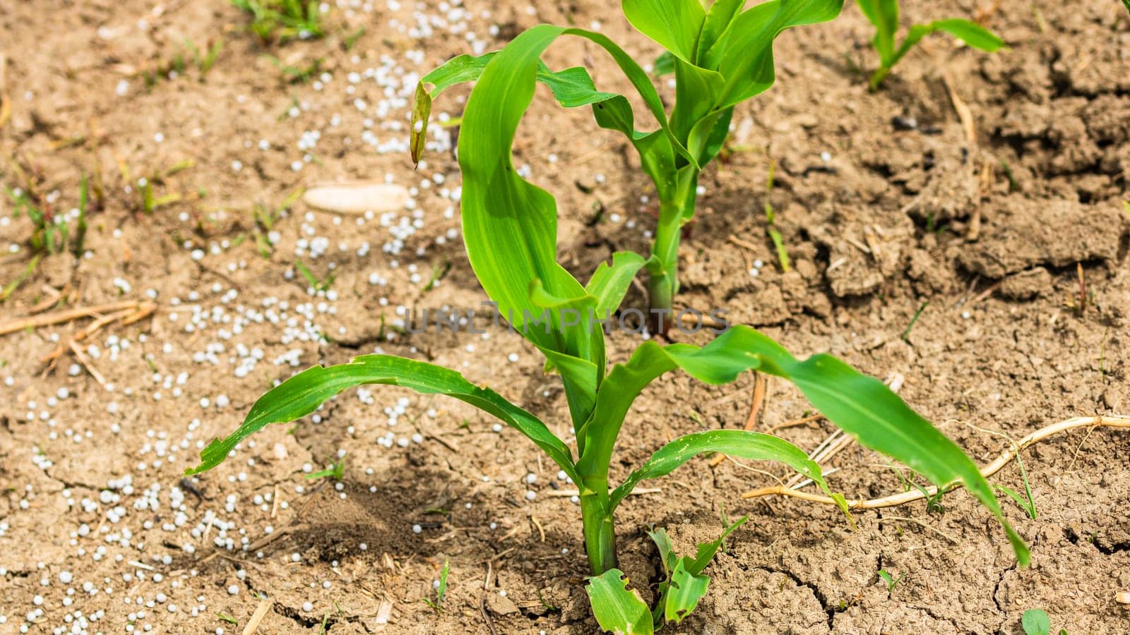 Close up of fresh and  little corn plants on a field, rural corn growing concept.