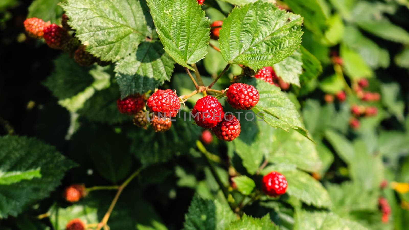 Close up photo of unripe blackberry fruits on a shrub in a garden.