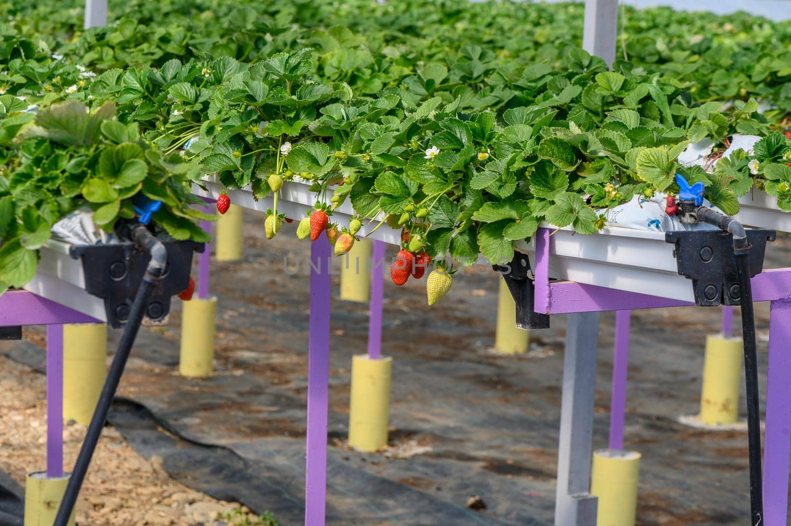 Lush growth of strawberries in a greenhouse, Northern Cyprus 5