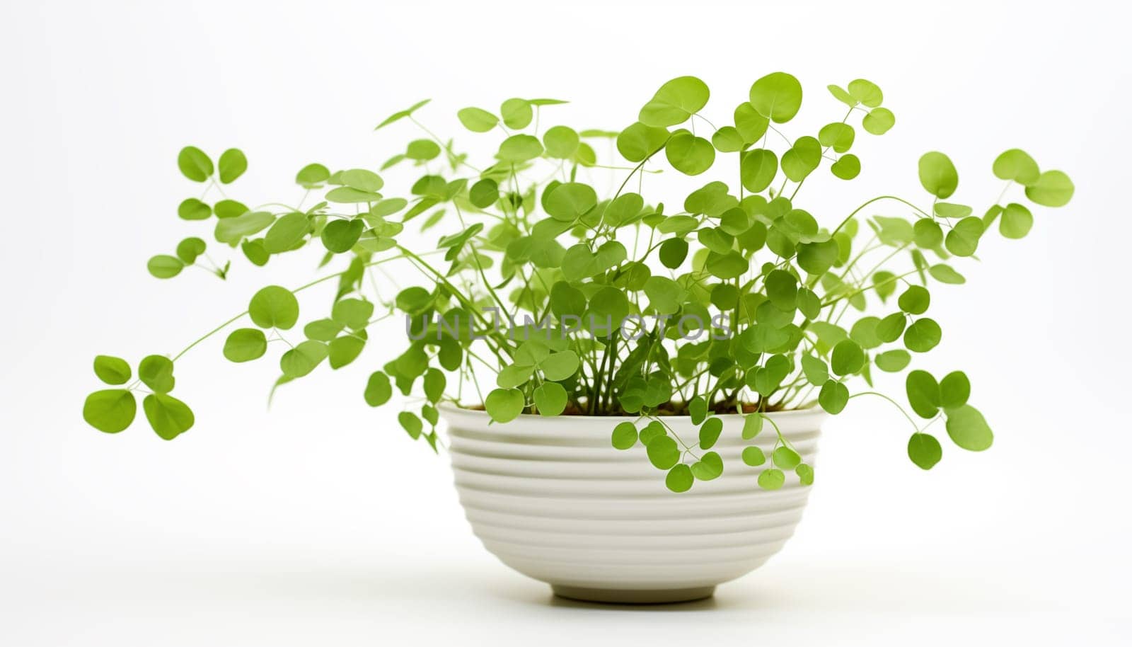 Maidenhair Fern, isolated, white background. High quality photo