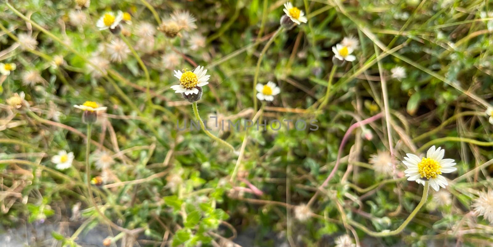 grassy flowers in the meadow