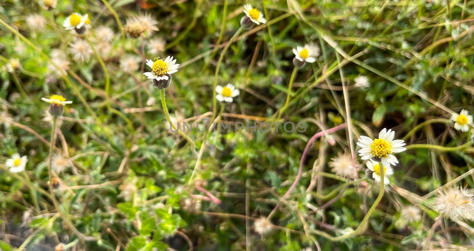 grassy flowers in the meadow