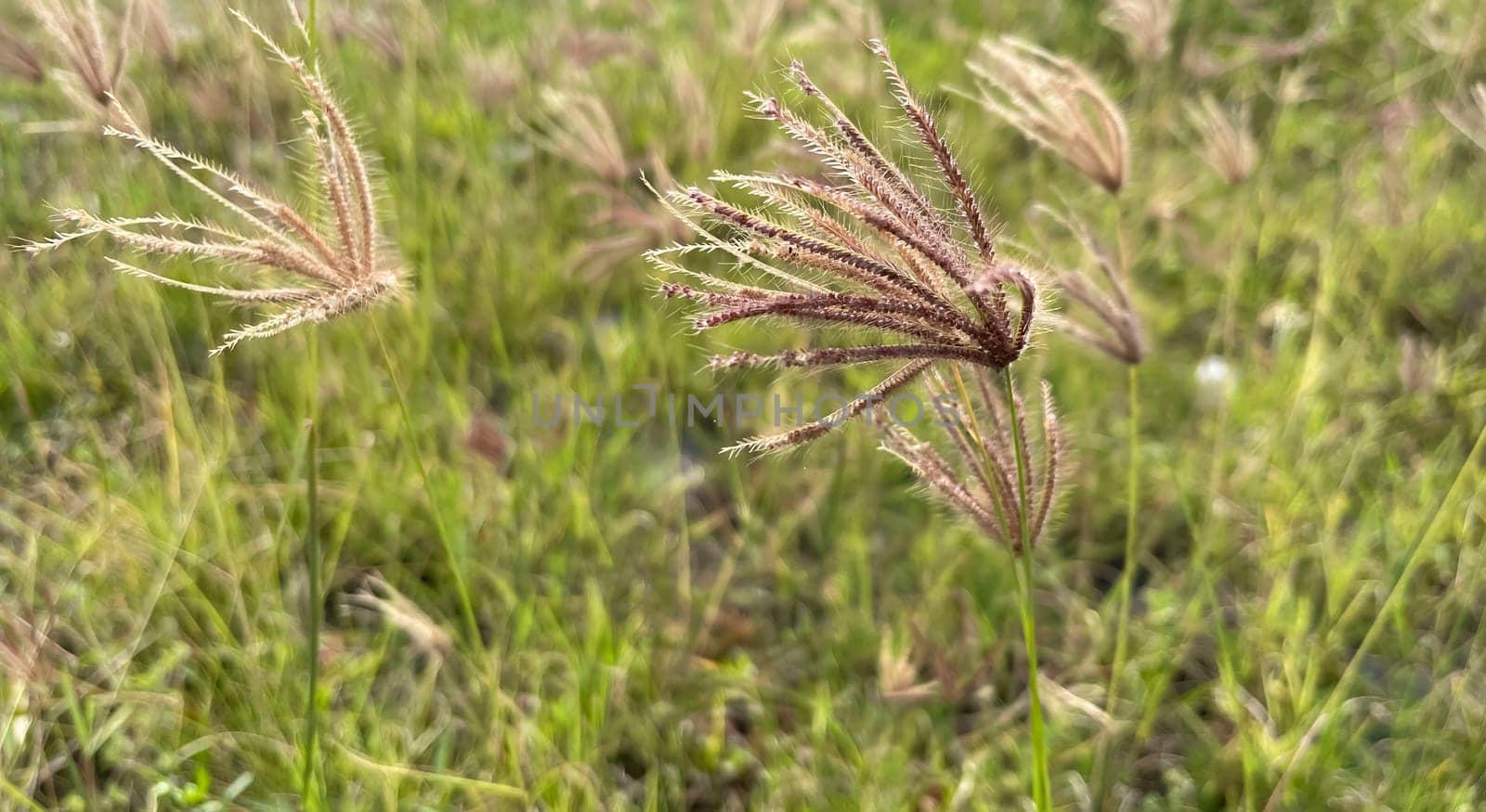 grassy flowers in the meadow