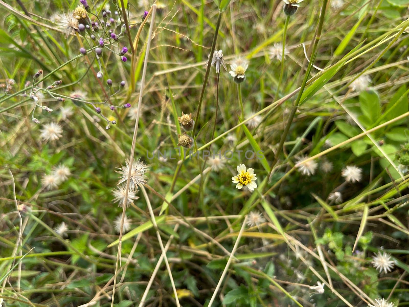 grassy flowers in the meadow