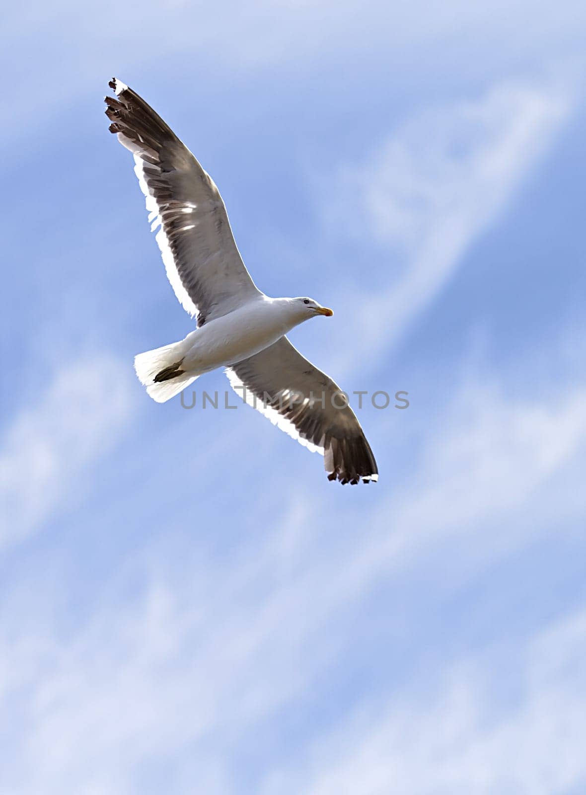 Flight, freedom and bird in sky with clouds, animals in migration and travel in air. Nature, wings and seagull flying with calm, tropical summer and wildlife with feathers, hunting and journey by YuriArcurs