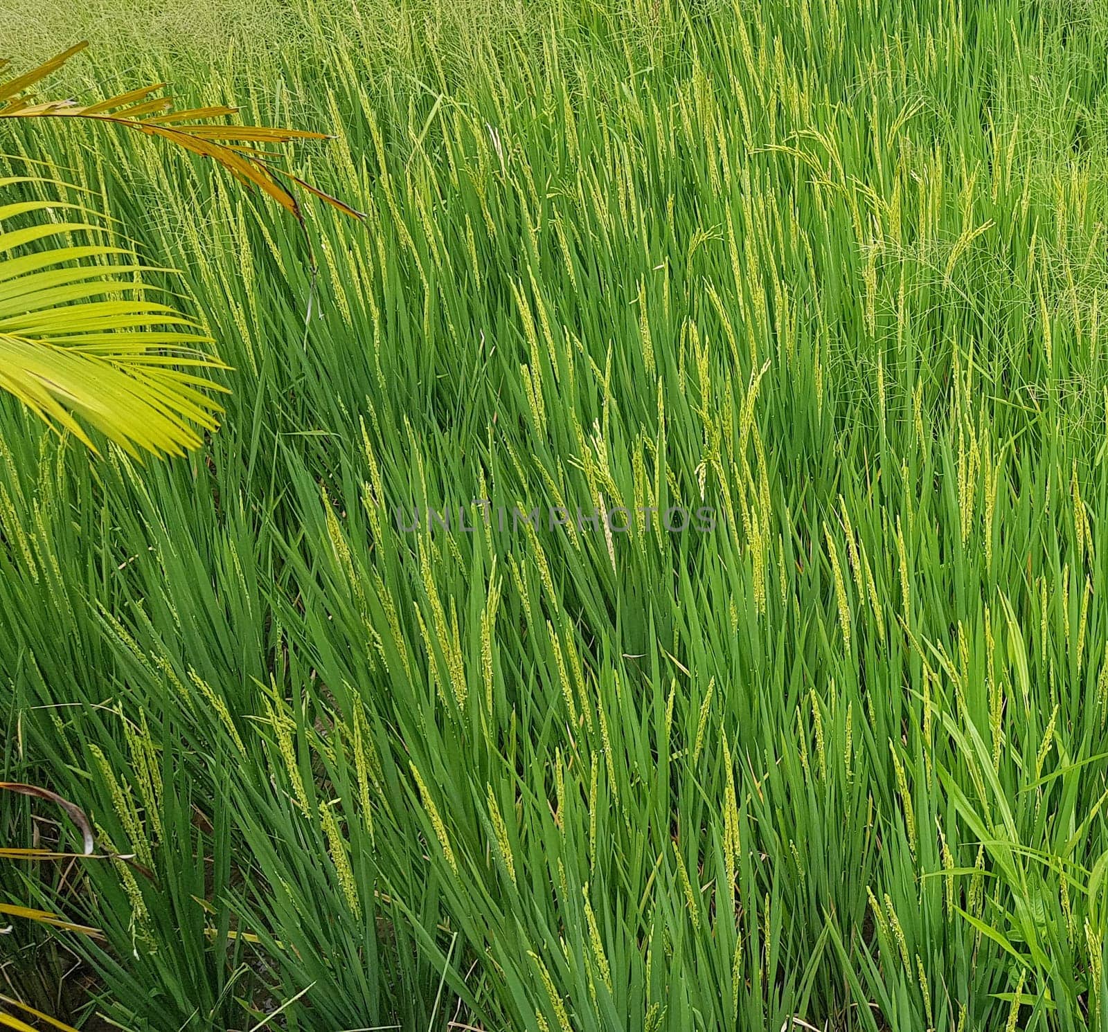 Green and beautiful paddy rice field, farming the rice, rice plantation, paddy plantation in asia