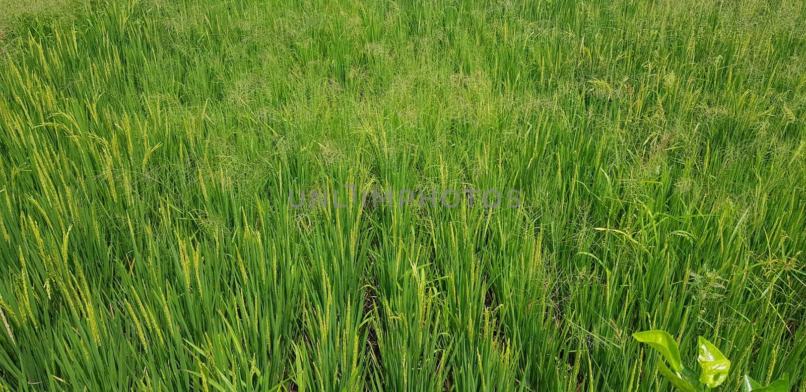 Green and beautiful paddy rice field, farming the rice, rice plantation, paddy plantation in asia