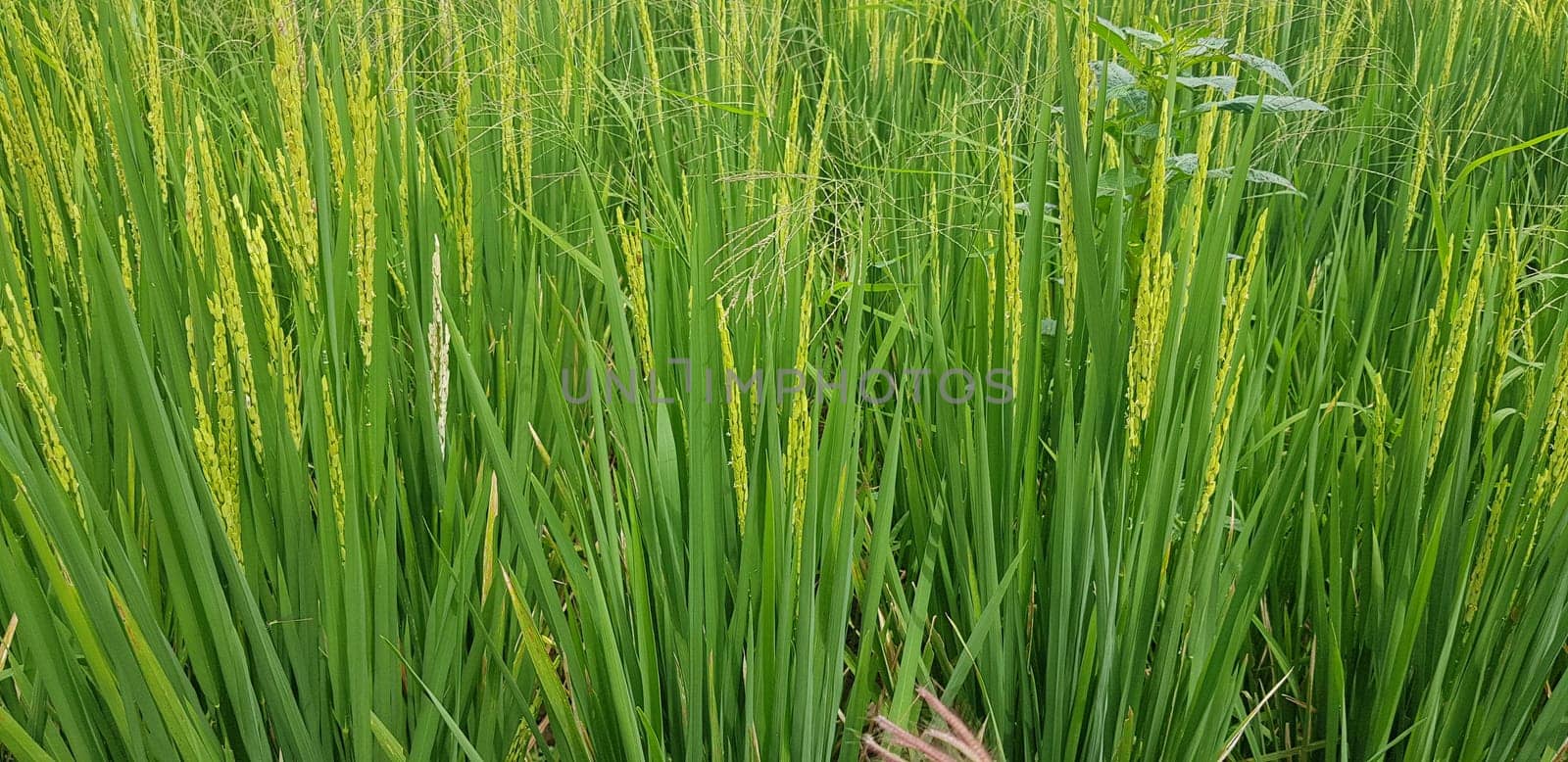 Green and beautiful paddy rice field, farming the rice, rice plantation, paddy plantation in asia