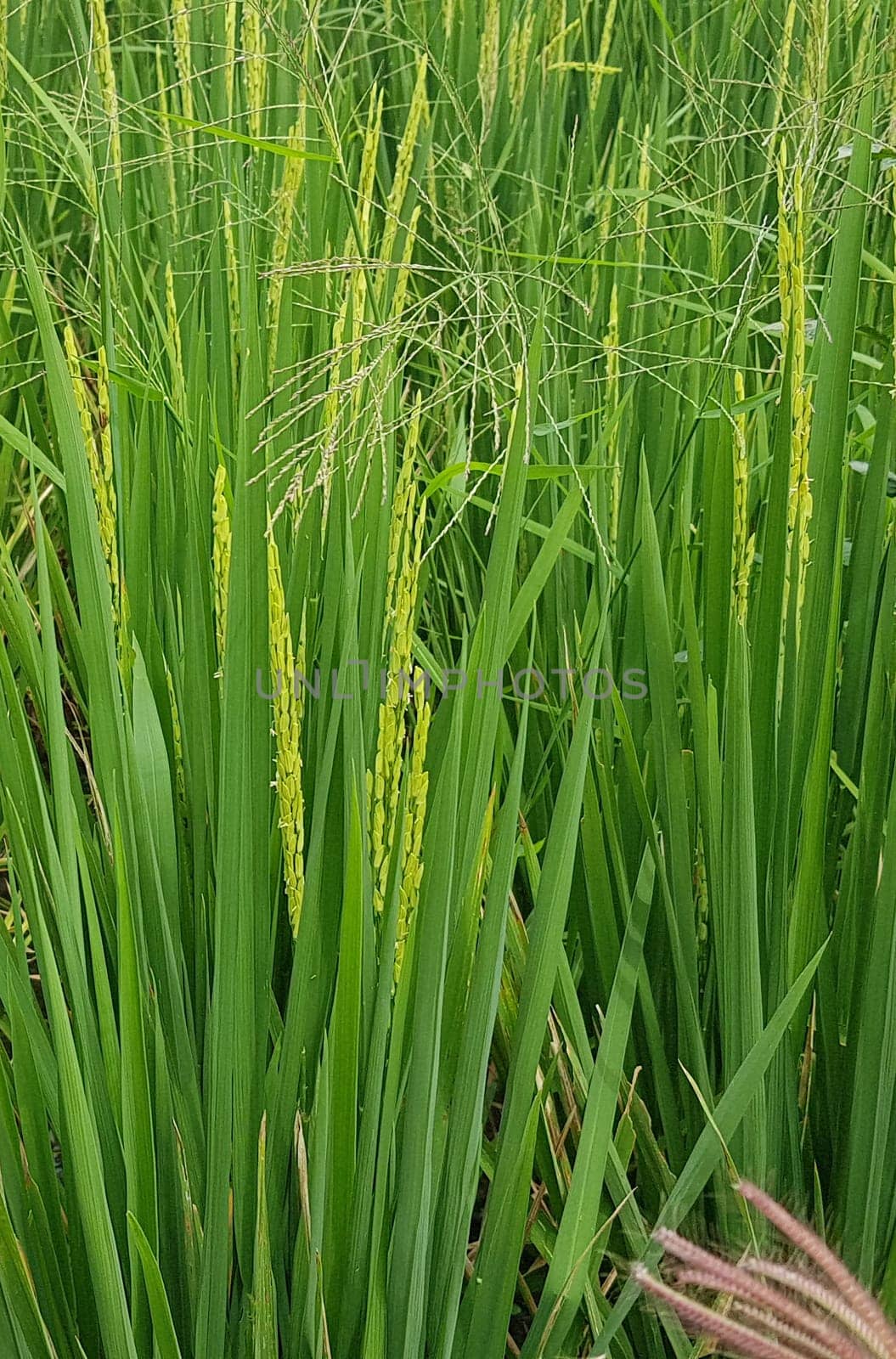 Green and beautiful paddy rice field, farming the rice, rice plantation, paddy plantation in asia