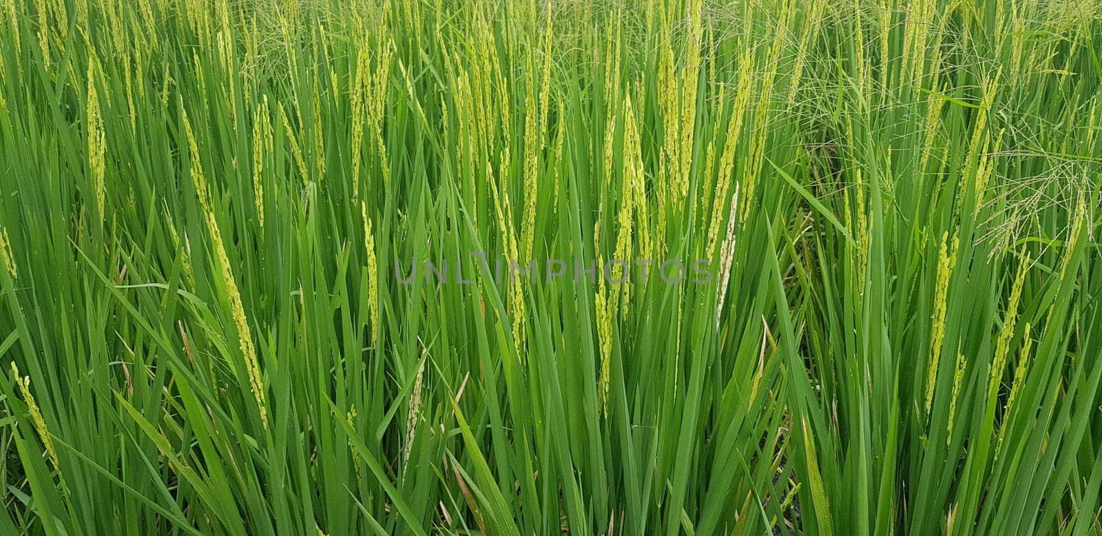 Green and beautiful paddy rice field, farming the rice, rice plantation, paddy plantation in asia