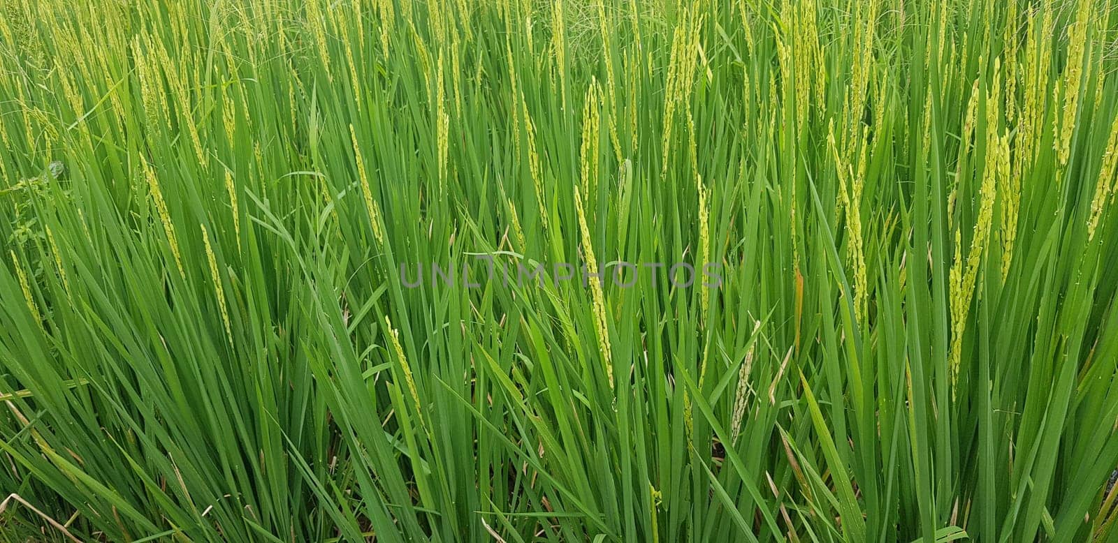 Green and beautiful paddy rice field, farming the rice, rice plantation, paddy plantation in asia