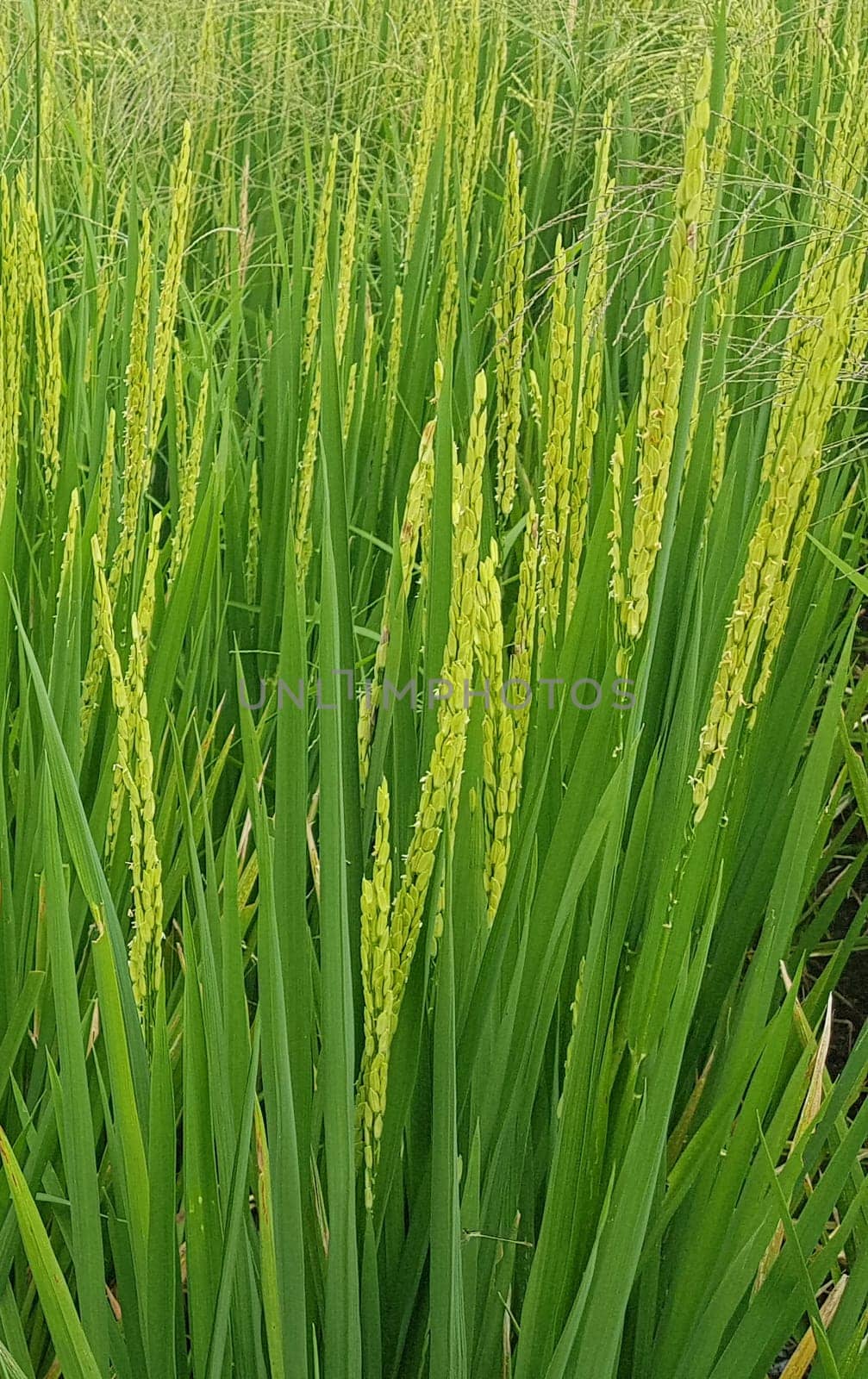 Green and beautiful paddy rice field, farming the rice, rice plantation, paddy plantation in asia