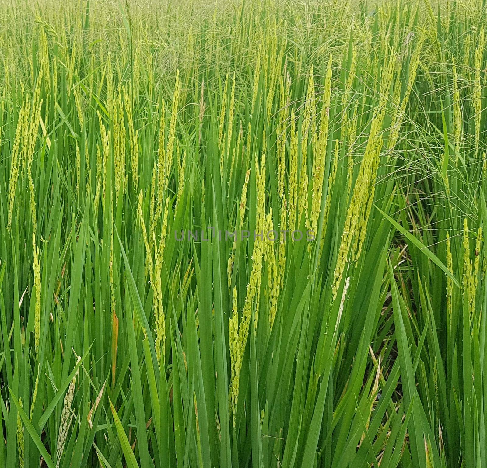 Green and beautiful paddy rice field, farming the rice, rice plantation, paddy plantation in asia