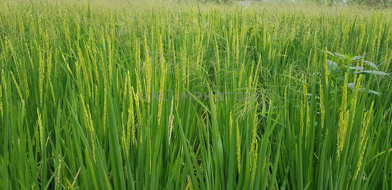 Green and beautiful paddy rice field, farming the rice, rice plantation, paddy plantation in asia