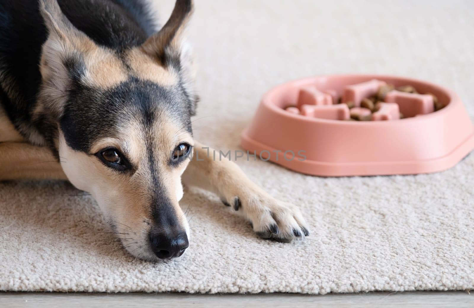 orange dog bowl filled with dog food, with a maze design in the shape of dog bones in order to slow down fast eaters. It sits on a placemat with a sandwich