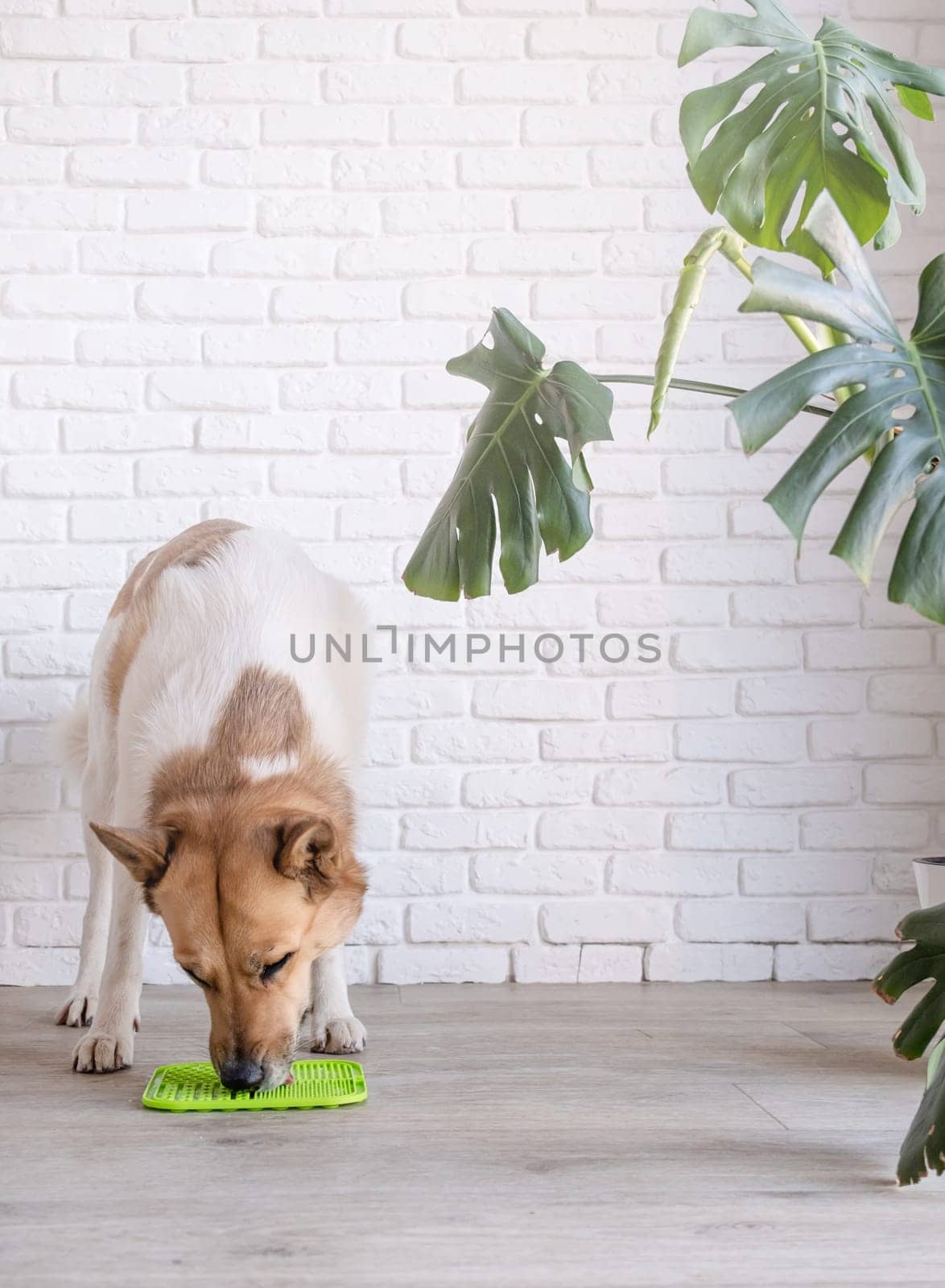 cute dog using lick mat for eating food slowly. snack mat, licking mat for cats and dogs