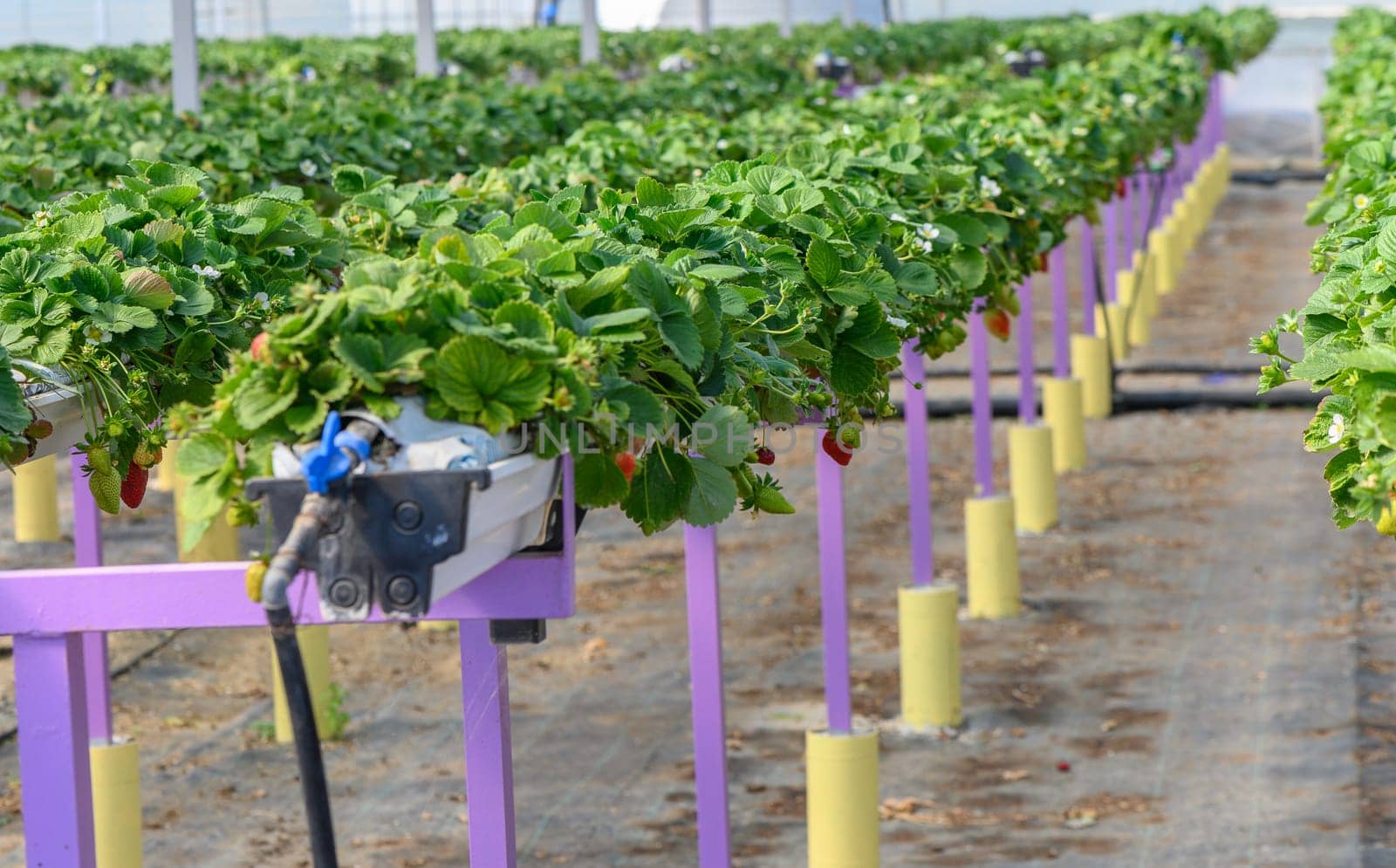 Lush growth of strawberries in a greenhouse, Northern Cyprus 9