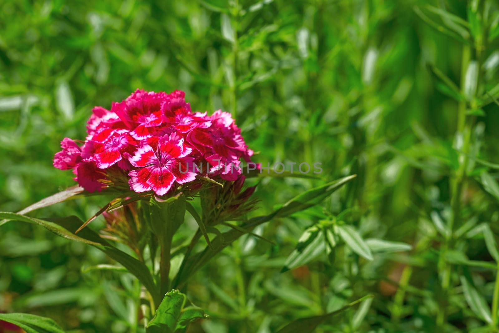Red magenta carnation Dianthus chinensis Diana for landscaping in gardens by jovani68