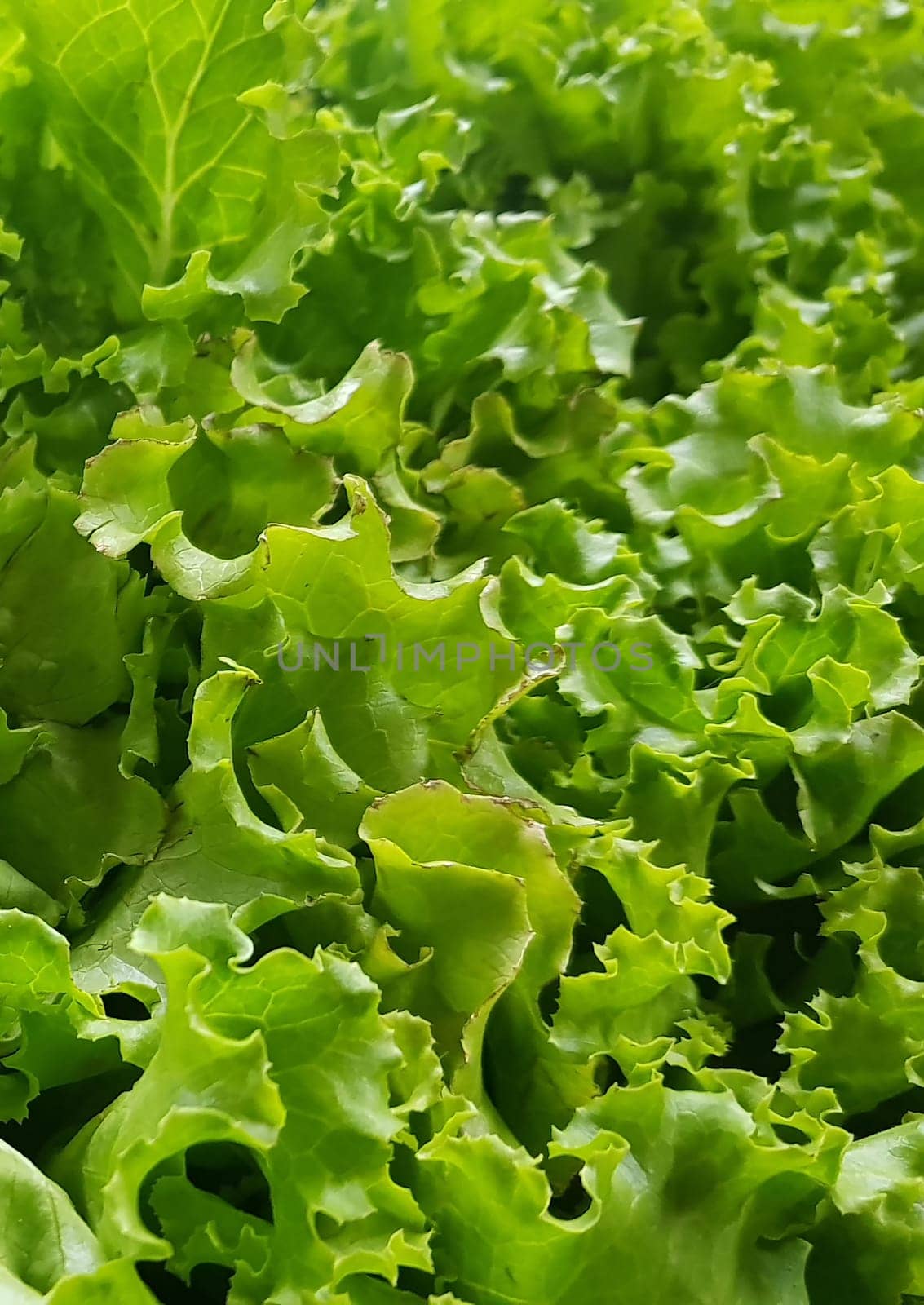 fresh growing lettuce leaves used as main ingredients for salad in the garden very green and healthy diet in the farm