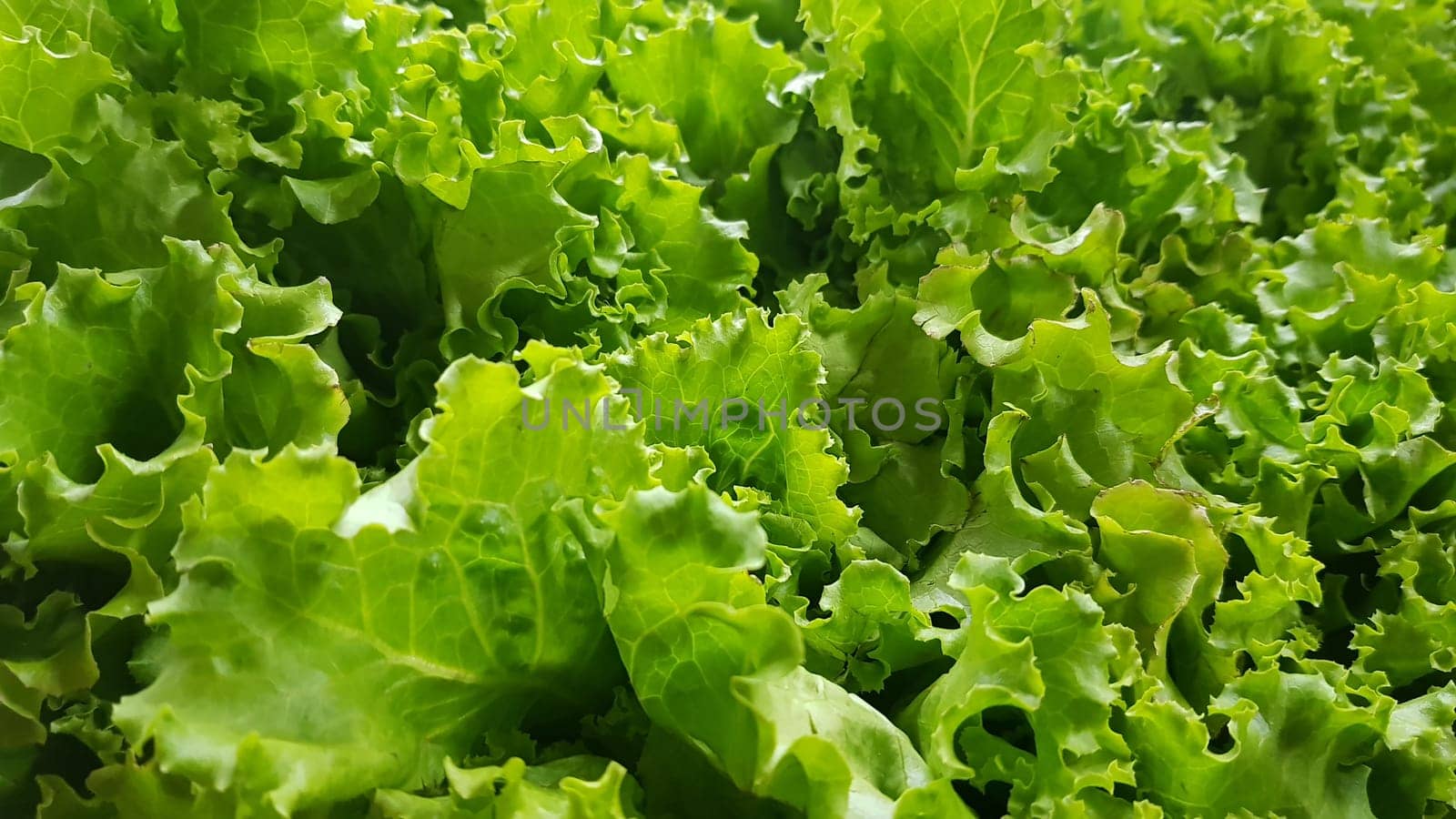 fresh growing lettuce leaves used as main ingredients for salad in the garden very green and healthy diet in the farm