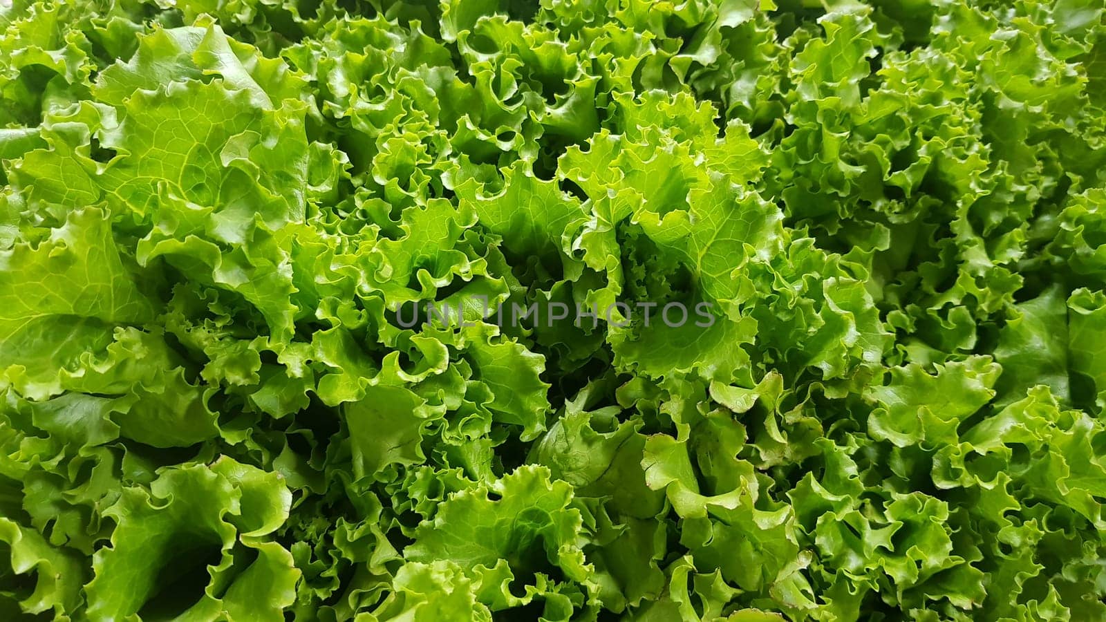 fresh growing lettuce leaves used as main ingredients for salad in the garden very green and healthy diet in the farm