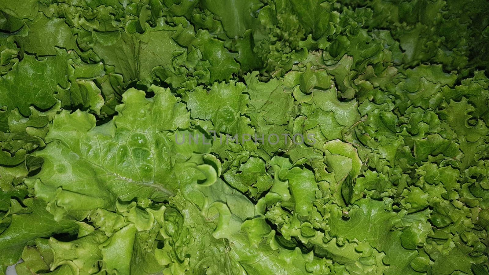 fresh growing lettuce leaves used as main ingredients for salad in the garden very green and healthy diet in the farm